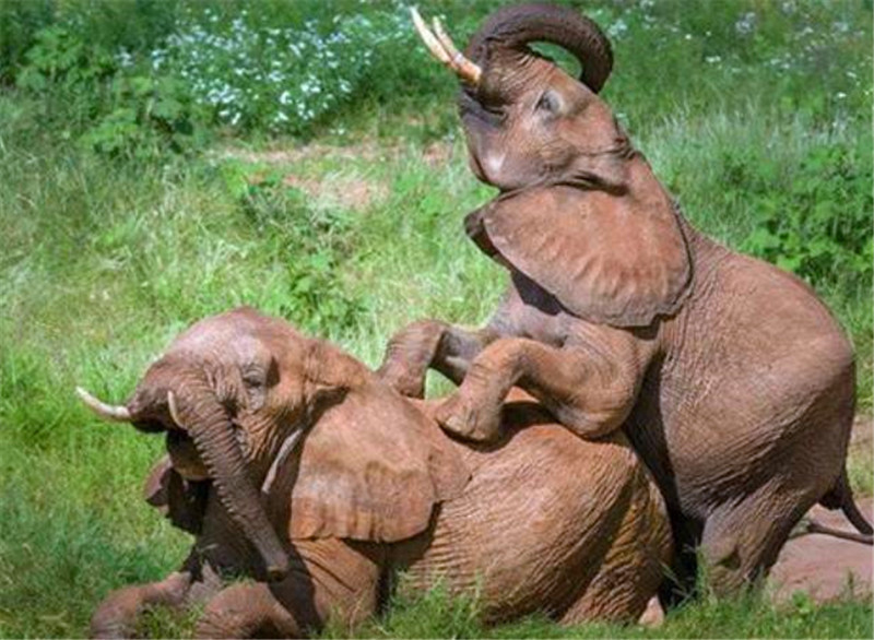 十大外围足球平台app|美食严选:香菇烧土豆,宫保虾,杏鲍菇回锅肉,韭菜鱿鱼须的做法(图1) 十大外围足球平台app